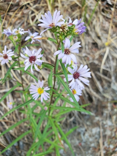 Eaton's aster (Symphyotrichum eatonii)