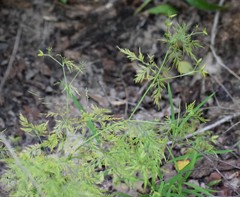 Eupatorium compositifolium