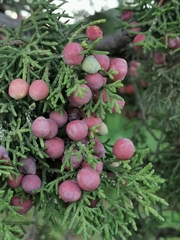 Juniperus coahuilensis