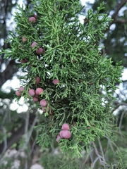 Juniperus coahuilensis