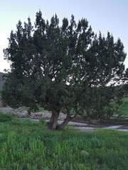Juniperus coahuilensis