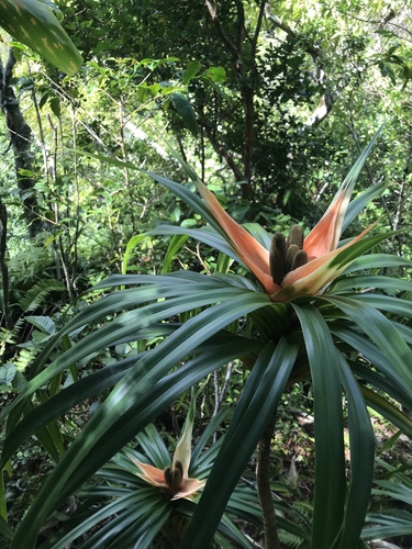 Freycinetia arborea