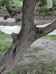 Juniperus coahuilensis