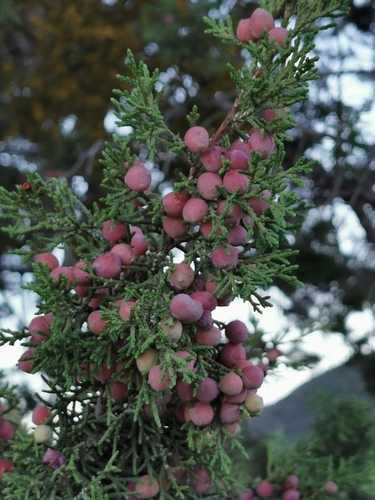 Image of Juniperus coahuilensis by (c) M. Socorro González Elizondo, some rights reserved (CC BY-SA)