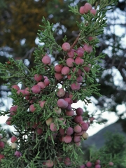 Juniperus coahuilensis