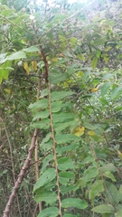 Phyllanthus salviifolius