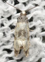 Neocochylis dubitana