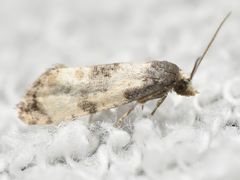 Neocochylis dubitana