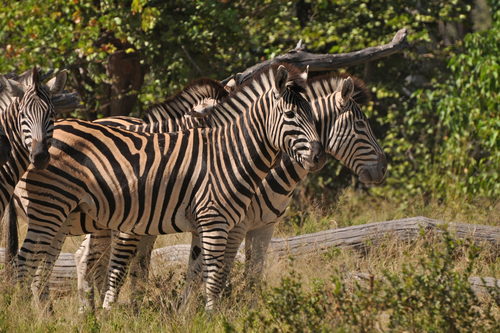 Plains Zebra, photo 6 of 10