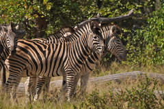 Plains Zebra photo 6
