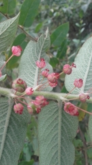 Phyllanthus salviifolius