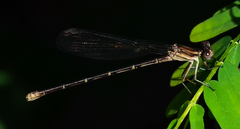 Argia sedula