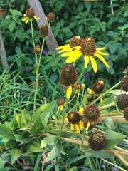 Rudbeckia maxima