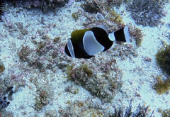 Amphiprion latezonatus