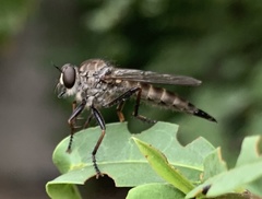 Neomochtherus willistoni