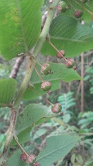 Phyllanthus salviifolius