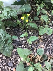 Lapsana communis