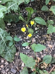 Lapsana communis