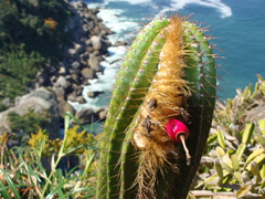 Coleocephalocereus fluminensis