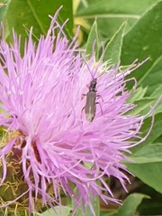Oedemera barbara