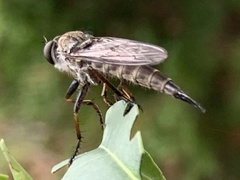 Neomochtherus willistoni