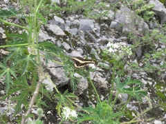 Papilio ornythion ornythion