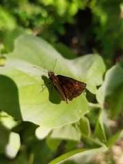 Celaenorrhinus monartus