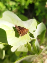 Celaenorrhinus monartus