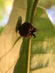 Phylloxera caryaegummosa