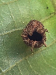 Phylloxera caryaegummosa