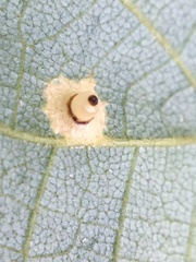 Cecidomyiini