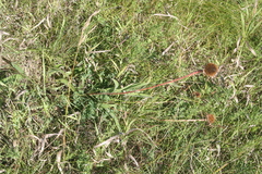 Echinacea angustifolia