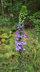 Lobelia elongata