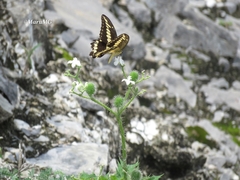 Papilio ornythion ornythion
