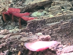 Callistosporium purpureomarginatum