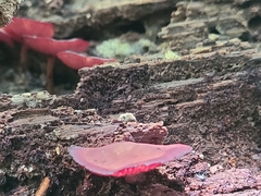 Callistosporium purpureomarginatum