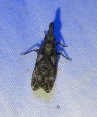 Amycle vernalis