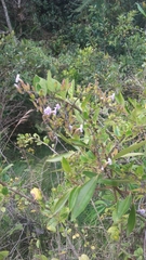 Duranta mutisii