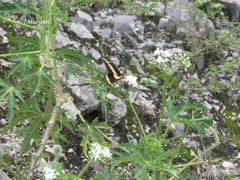 Papilio ornythion ornythion