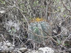 Astrophytum ornatum