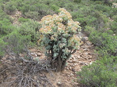 Crassula arborescens