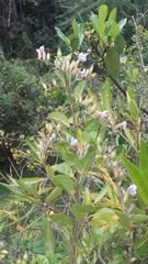 Duranta mutisii