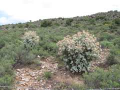 Crassula arborescens