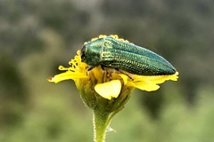 Acmaeodera resplendens