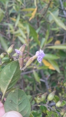 Duranta mutisii