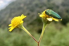 Acmaeodera resplendens