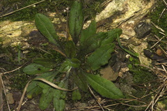 Plantago raoulii