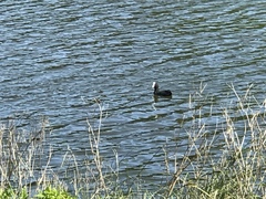Fulica atra