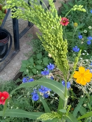 Panicum miliaceum