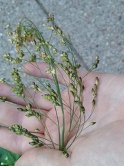 Panicum miliaceum